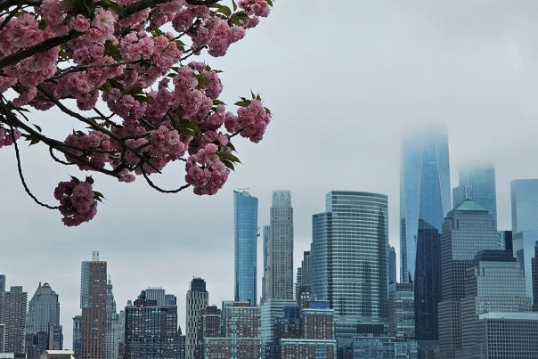 Pink cherry blossoms in full spring bloom in the foreground with the New York City skyline rising behind them