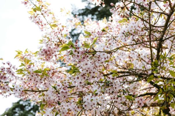 Cherry blossoms in full bloom in an urban park during spring season