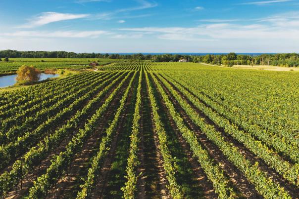 Vineyard Field Harvest Outdoor