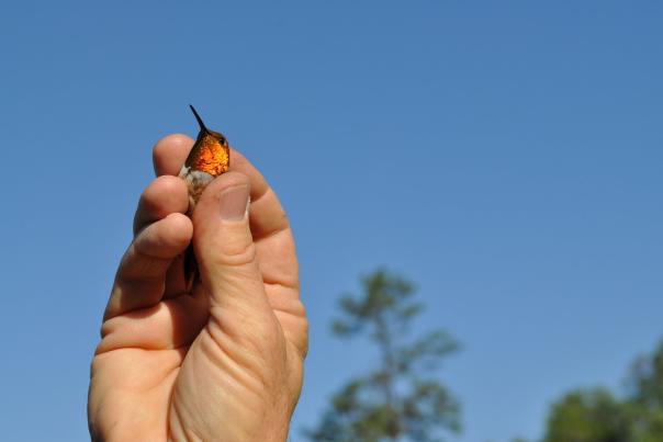 A hand holding a small hummingbird.