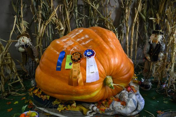 A massive 974-pound orange pumpkin sits on display with blue, white, and gold award ribbons at the New Mexico State Fair.