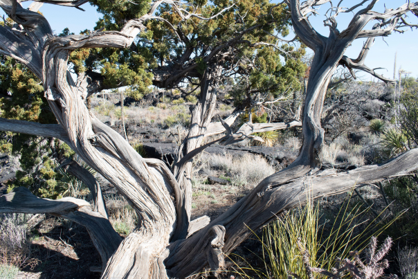 In the Valley of Fires Recreation Area, a 400-year-old juniper tree thrives among ancient lava flows.