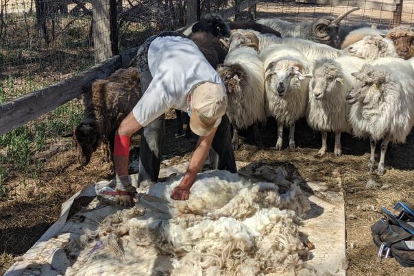 A person shears wool from a sheep on a wooden platform, surrounded by a flock of sheep.