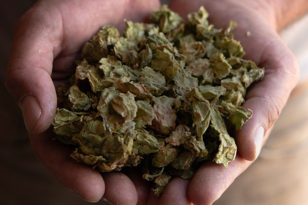 Close-up of two cupped hands holding a pile of dried hop cones.