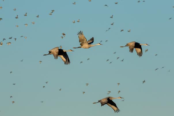 Sandhill cranes fly over the Bernardo Waterfowl Area.