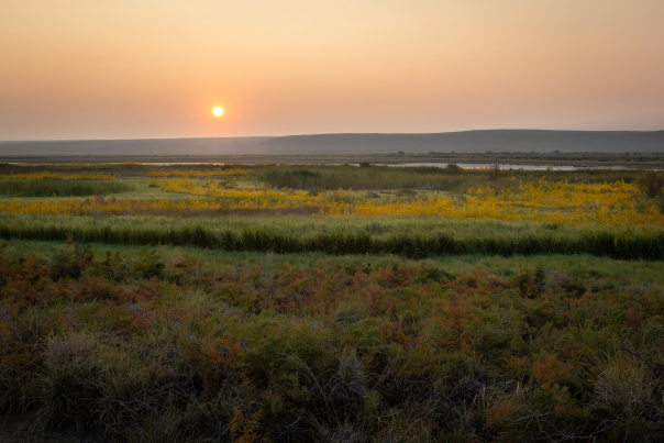 Bitter Lake Wildlife Refuge is home to migratory birds and an abundance of dragonflies and damselflies.