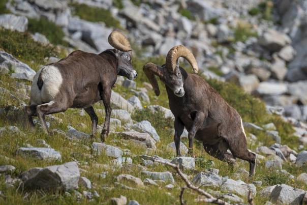 Two bighorn rams fighting each other.
