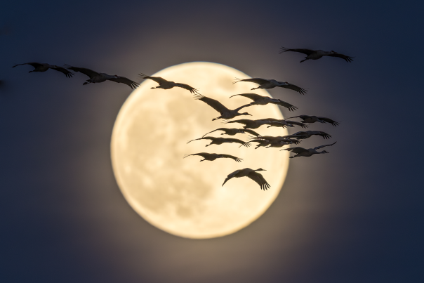 A flock of birds are silhouetted against a bright full moon.