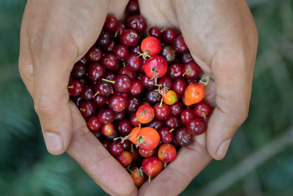 Hands holding rose hip fruit.