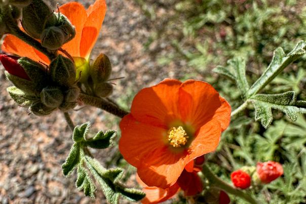 Gila's globemallow species play a vital role in supporting New Mexico's diverse native bee population.