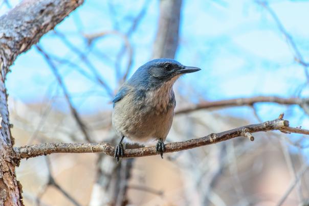 Pinyon jays may be adapting to the changing conditions in the Gila and finding ways to thrive.