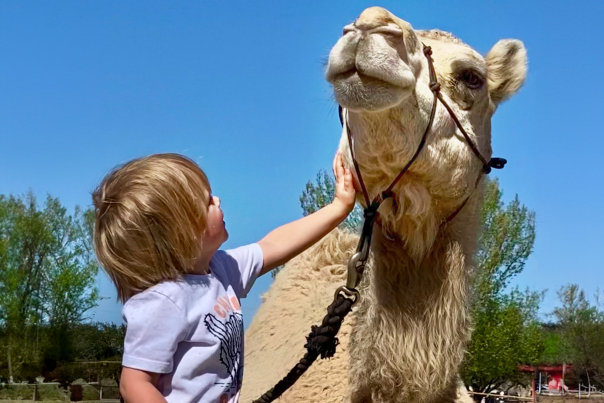 Get up close with a camel at Coronado Historic Site.