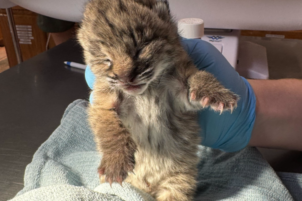 A newborn bobcat kitten at New Mexico Wildlife Center.