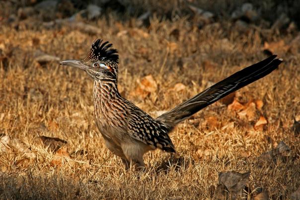 With its long tail and impressive crest, the roadrunner makes a great subject for folklore and cartoons.