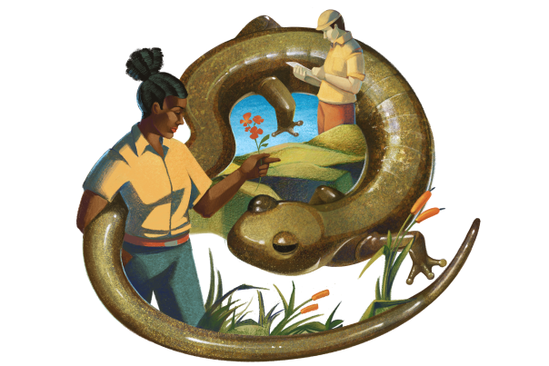 Illustration of a large salamander with two scientists studying it.