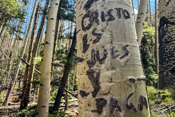 A close-up of a tree trunk with "CRISTO ES JUES Y PAGA" carved into it in an aspen forest.
