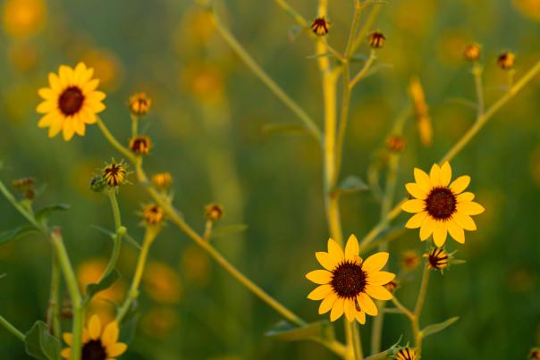 The rare Pecos sunflower can now be found in the wetlands of Bottomless Lakes State Park.