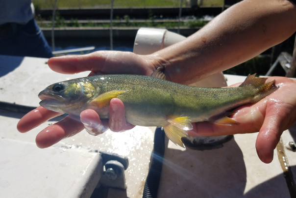 Native Gila trout.
