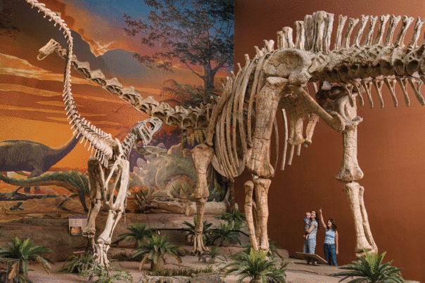 Large dinosaur skeleton displayed in a museum diorama with visitors standing at the base pointing upward.