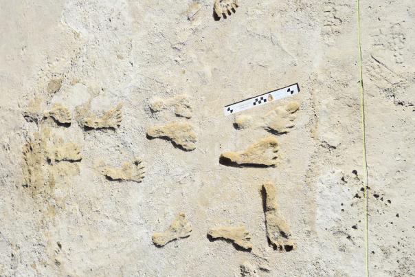 Ancient human footprints preserved in a beige layer of sediment. A measuring scale is placed nearby for size reference, against a desolate backdrop.