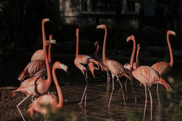 lamingos standing together in a shallow pond at the ABQ BioPark Zoo, some preening and some walking, with lush greenery behind them.