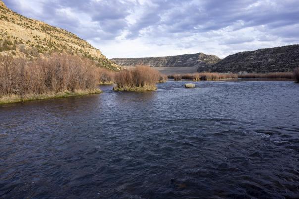 The San Juan River below Navajo Dam holds wonders.