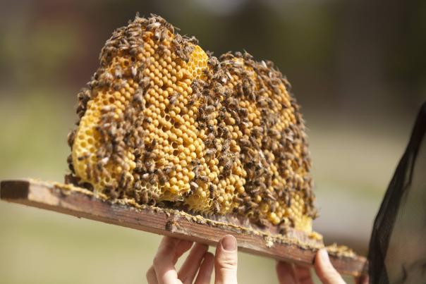 A Los Poblanos beekeeper inspects a honeycomb.