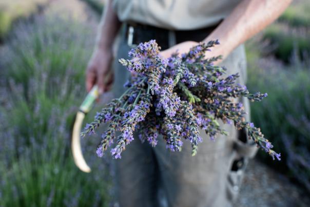 Lavender is harvested on site at Los Poblanos Historic Inn & Organic Farm.