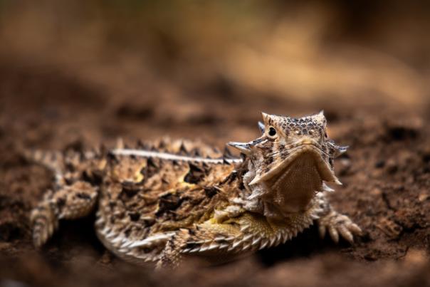 The Texas horned lizard lives below 5,000 feet, especially in eastern New Mexico, and prefers dry, flat terrain.