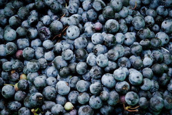 Blueberries for Blueberry Cobbler recipe