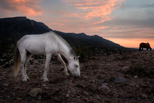 There are around 20 bands of wild horses in Placitas.