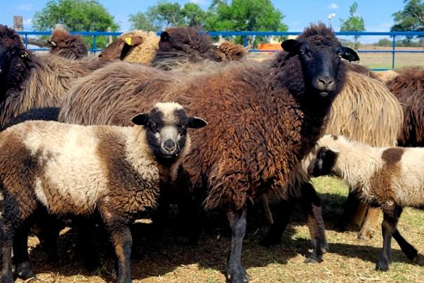 Watch wool turn into yarn at the Bosque Redondo Fiber Fair in For Sumner.