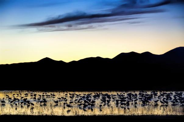 Sandhill cranes gather at the Bosque del Apache