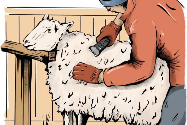 Illustration of a person shearing a sheep with clippers at a wooden stand.