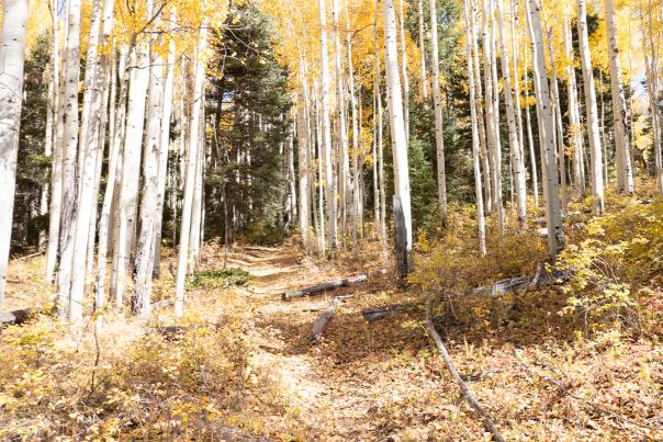 Autumn aspens line a hiking trail in New Mexico's high country near Santa Fe and Taos.