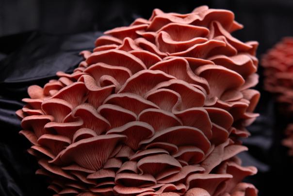 Close-up of pink oyster mushrooms growing from a substance bag at Enchanted Farms in Albuquerque.