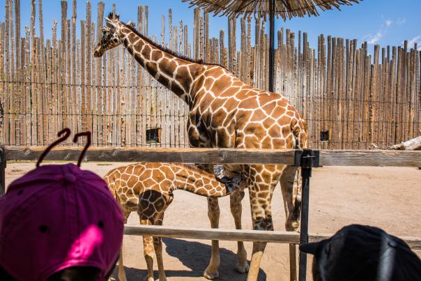 BioPark Zoo, giraffes