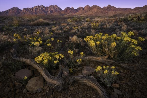 Bladderpods in the Organ Mountains