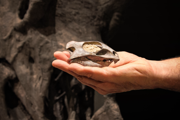 Aquilops Fossil