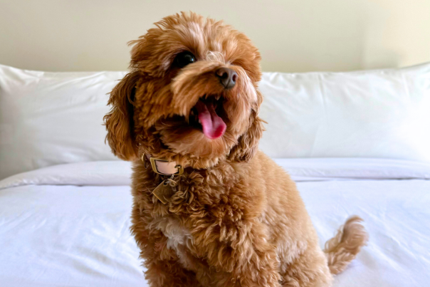 Dog-friendly NOUN Hotel