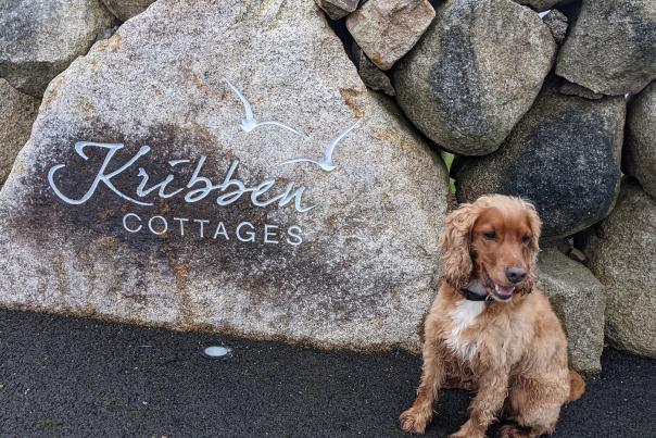 Pet friendly accommodation 