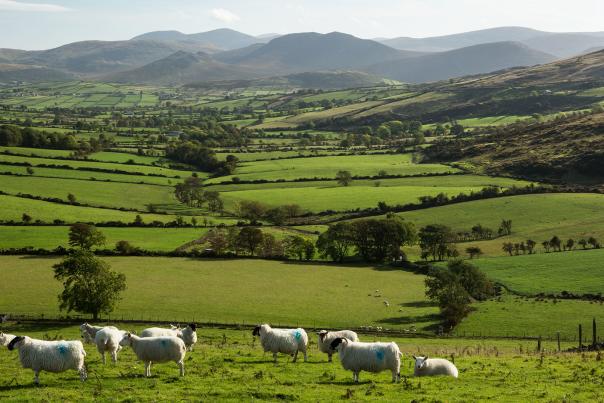 Green fields landscape image, with sheep in a field in foreground and the Mourne Mountains in the background.