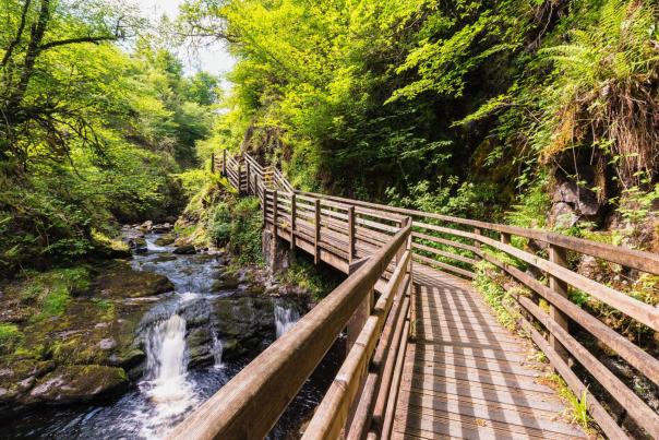 The Waterfall Trail at Glenariff Forest Park featuring a boardwalk and loads of trees with Summer foliage