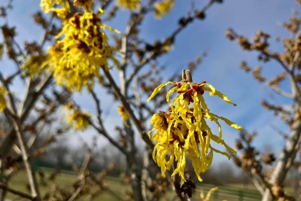 image of yellow forsythia flowers in front of a blue sky at the boone county arboretum in burlington, ky.