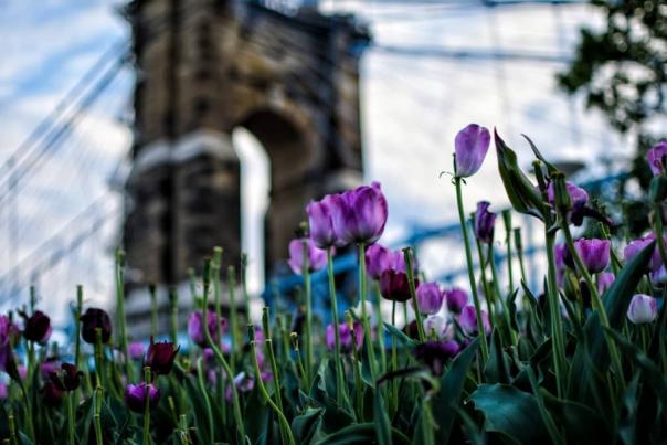 Purple tulips in the foreground with the Roebling Suspension Bridge in the background