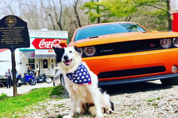 A black and white dog in front of an orange muscle car and the Rabbit Hash general store and Historic District sign