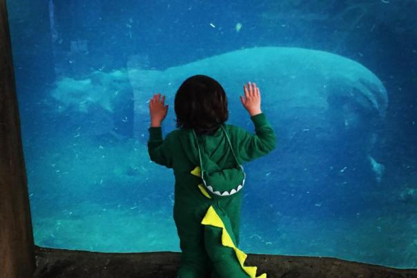 Toddler with black hair in a dinosaur costume watching baby hippo Fiona underwater