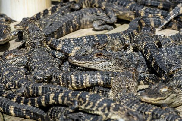Alligator Adventure - Babies