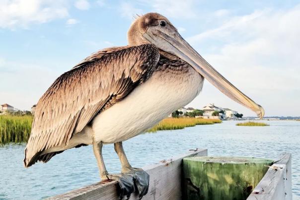 Brown Pelican