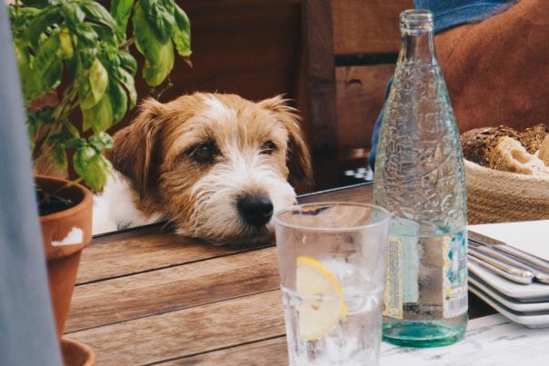 Dog waiting at the table asking for food